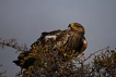 ah kartal / Aquila heliaca / Eastern imperial eagle 